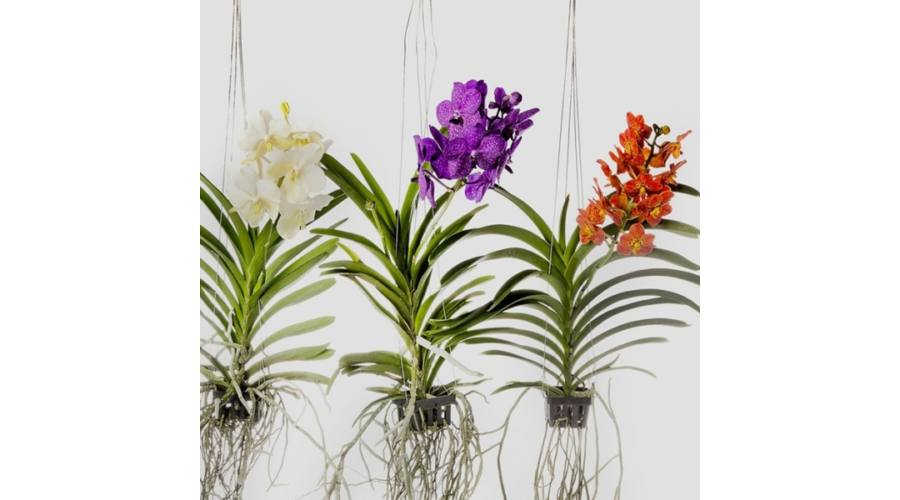 különleges virágok